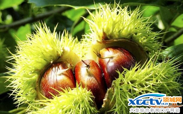 �����ǎ����� ������ʲô �����B��С֪�R �����B��ʳ�V 