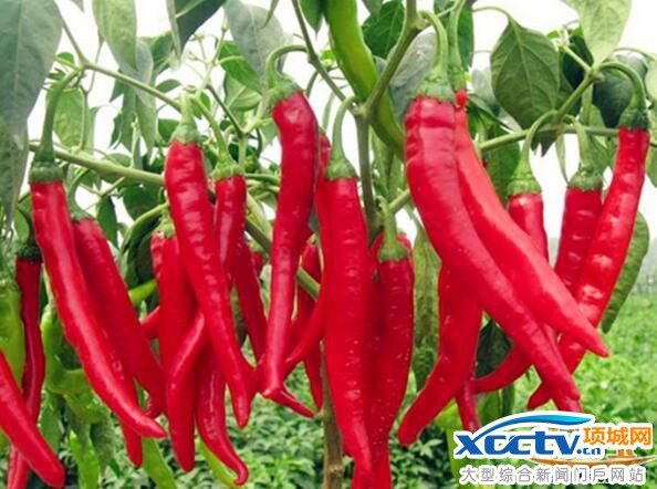 �����ǎ����� ������ʲô �����B��С֪�R �����B��ʳ�V 