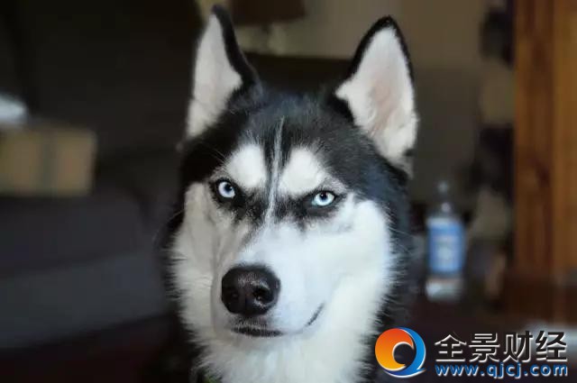 男孩被二哈撲咬 下嘴唇差點(diǎn)被撕掉【圖】