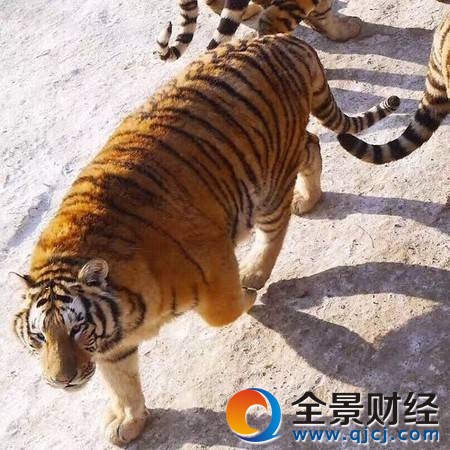 �|�����ֳɚ��򱻾W(w��ng)�ѳ�Ц �eЦ!'���ϻ�'���@�ӵ�