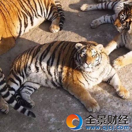 �|�����ֳɚ��򱻾W�ѳ�Ц �eЦ!'���ϻ�'���@�ӵ�