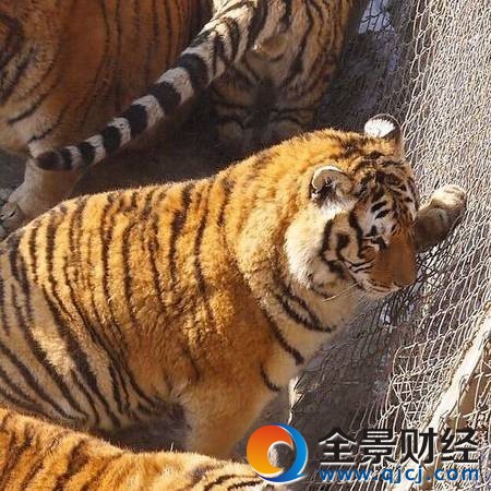 �|�����ֳɚ��򱻾W�ѳ�Ц �eЦ!'���ϻ�'���@�ӵ�