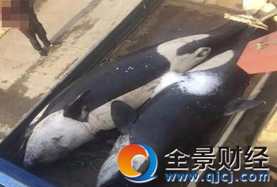 �O���`��2�l4�׻��L ����Ƥ��β�����ɫ��������λ���