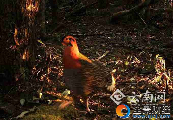 �Ҹ������F(xi��n)���� �Ї�(gu��)����(n��i)��Ȼ�h(hu��n)�����״��Ĕz���Ĵ��B���Ƭ