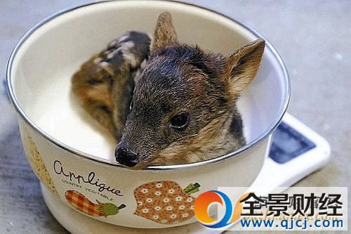 ��СƷ�N¹�Q�� �w�L20�����w�؃H�_1ǧ��