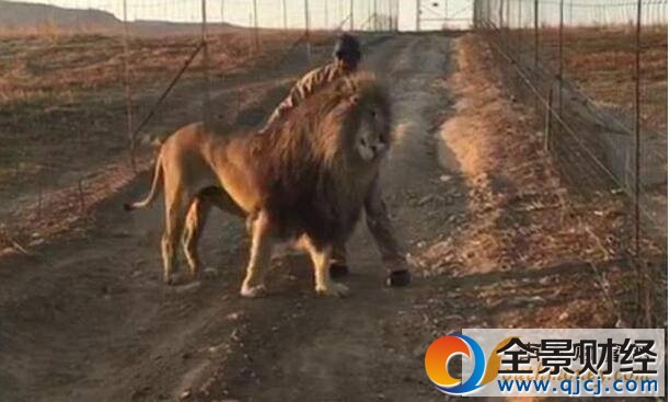 每天早晨,Mike來這里上班時都要有這個撫摸獅子的“儀式”,因為只有這樣Smokey才愿意回到自己的營地,把中間的通道讓出來供汽車行駛。
