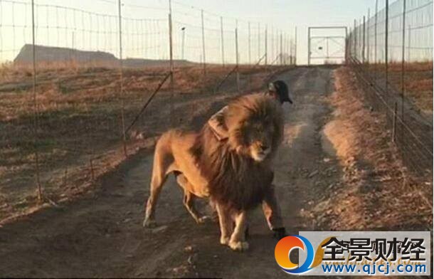 據英國《每日郵報》2月22日報道,在南非的一個保護公園即將開放通道供汽車行駛時,一頭固執的獅子仍舊站在路中間拒絕“讓道”,直到與它最要好的公園看守上前擁抱它之后才滿意地走開。有意思的是,這并不是某一天發生的偶然事件,而是這里約定俗成的一個“儀式”。
