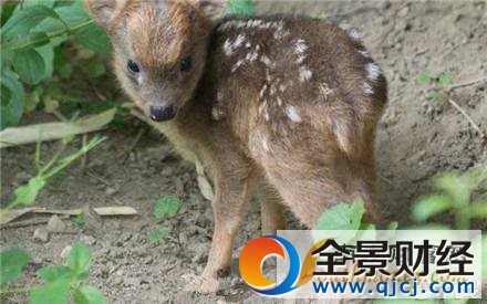 ��СƷ�N¹�Q��