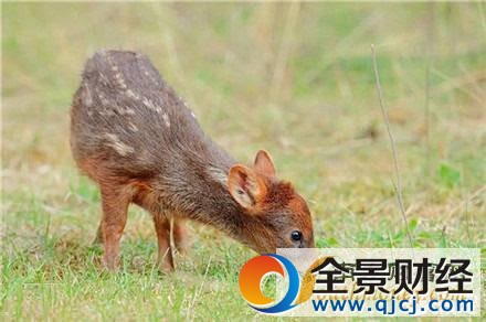 ��СƷ�N¹�Q��