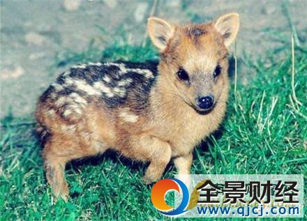 ��СƷ�N¹�Q��