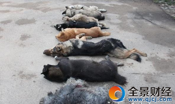 男子為孕妻補營養毒殺8只狗 毒鏢射狗也敢吃?