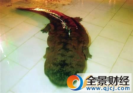 �F����Ұ�������~