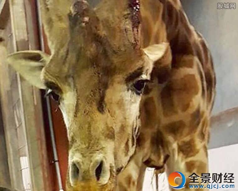 動物園養死500只動物